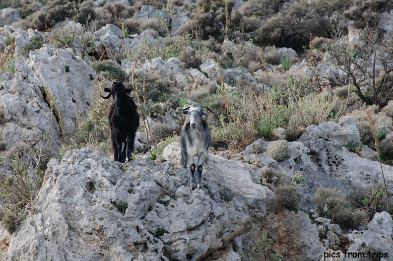 goats in the hills2010d17c129.jpg